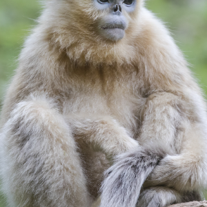 Beautiful-Monkey