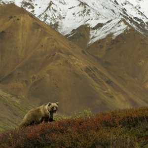 bing-bear