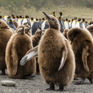 bing-brown-penguins