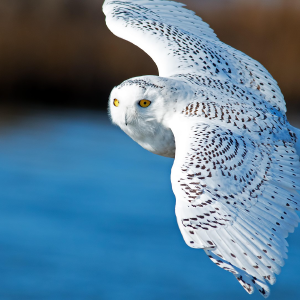 bing-owl