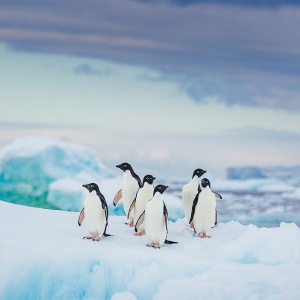 bing-penguins